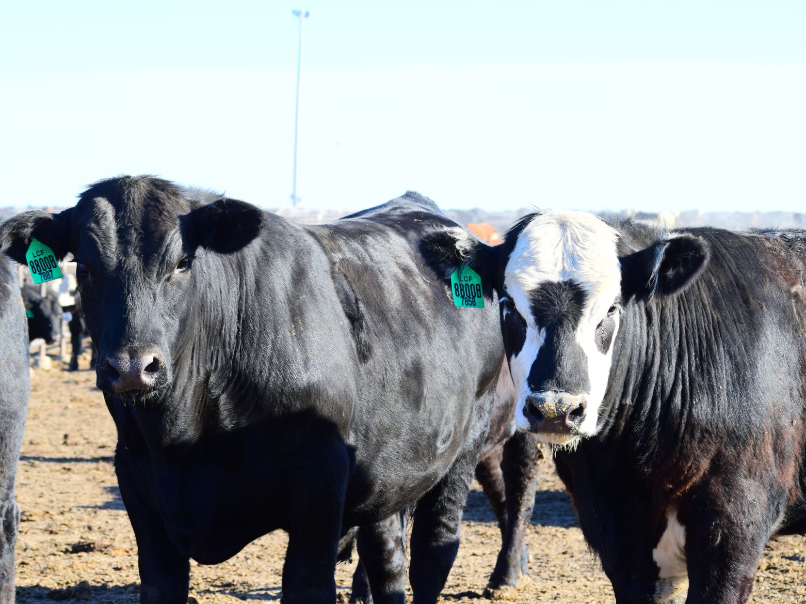 FL Steers Generic 10.13